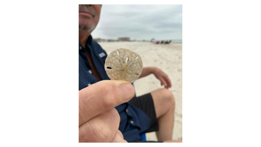 San Dollar found in beach