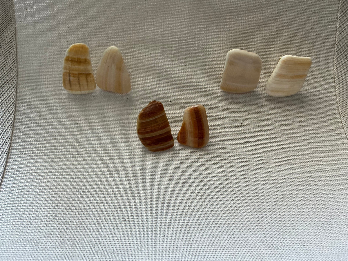 Coastal Shell Elegance Earrings