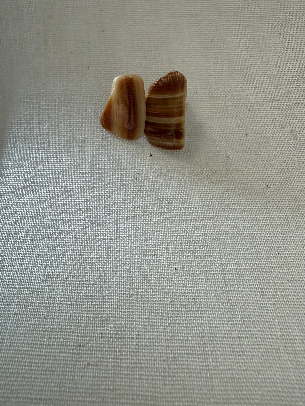 Coastal Shell Elegance Earrings